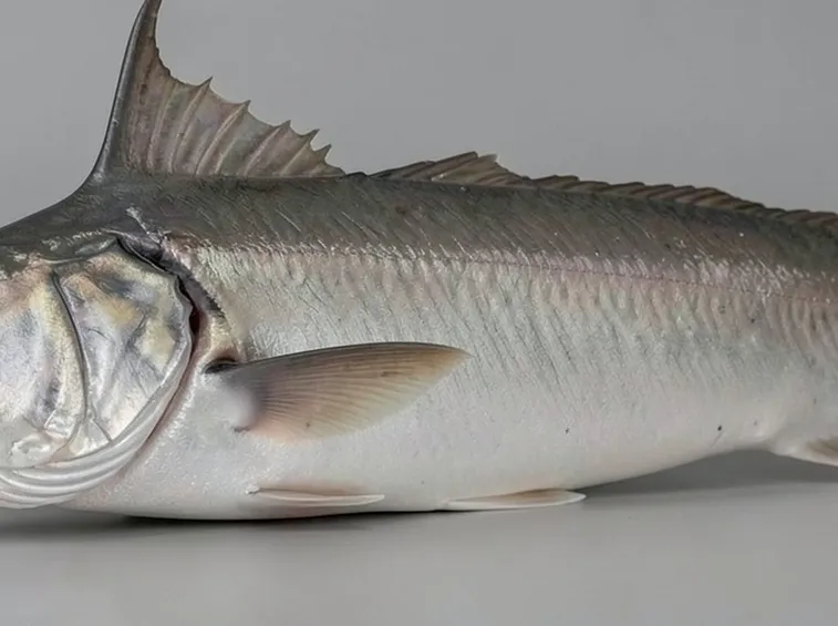 Pesce Spatola