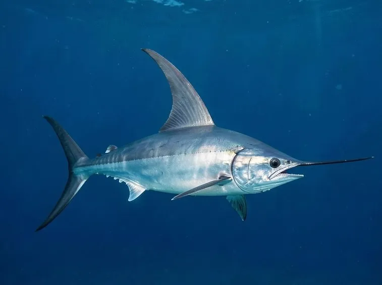 Pesce Vela