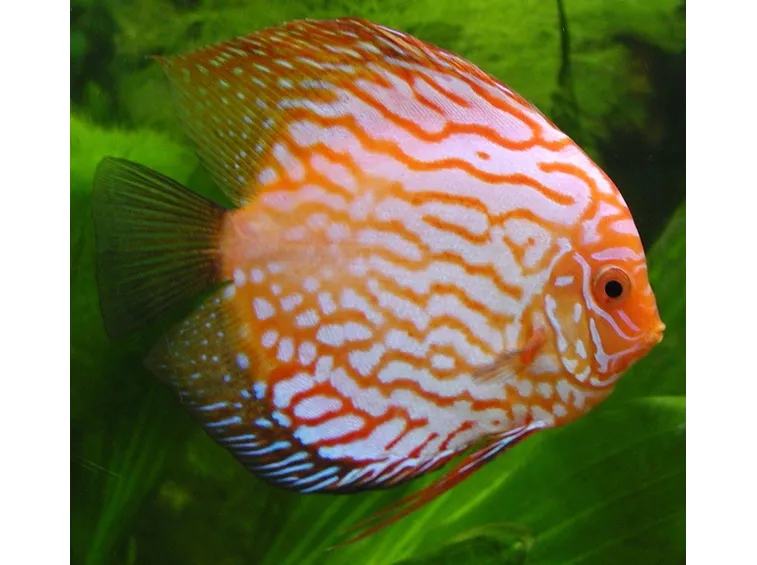 un discus, un pesce che raggiunge dimensioni notevoli