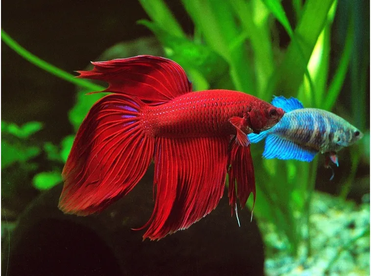 esemplare di betta splendens