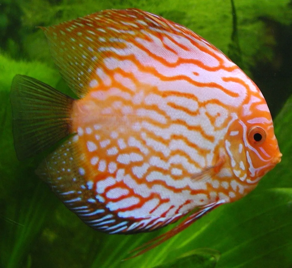 un discus, un pesce che raggiunge dimensioni notevoli