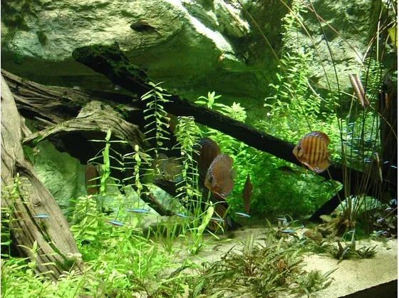 Un acquario tropicale