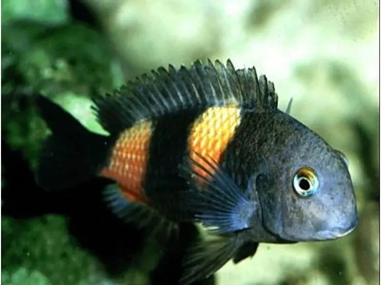 Un pesce d’acquario d’acqua dolce