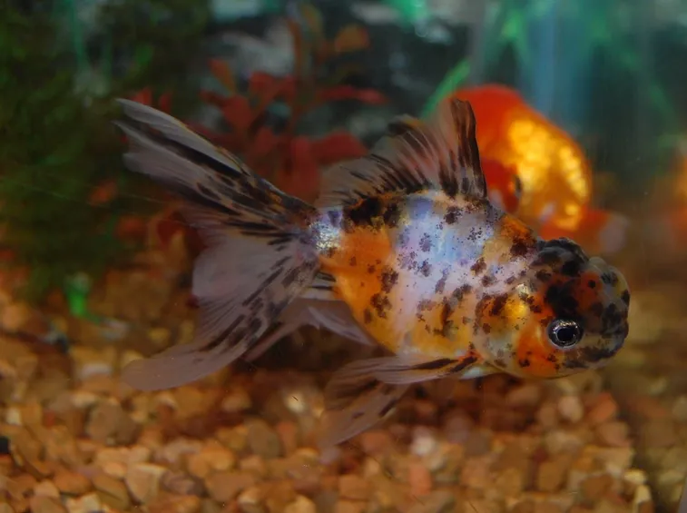 Un pesce butterfly