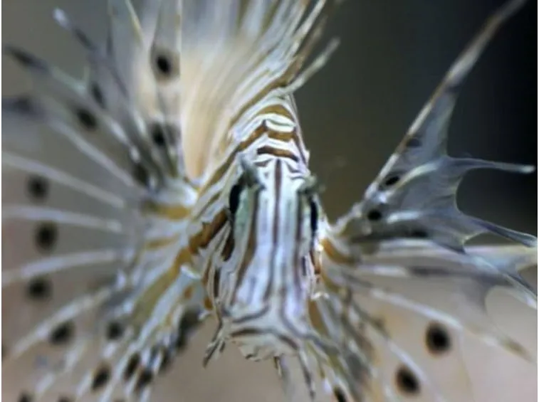 Un pesce con caratteristiche particolari