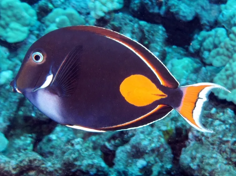 Esemplare di pesce da acquario marino