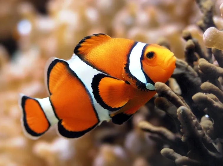 Pesce pagliaccio