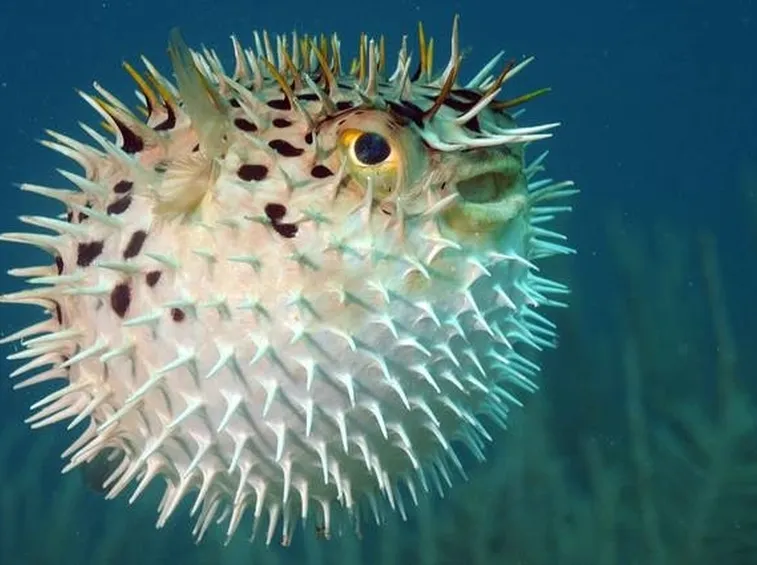 Pesce palla