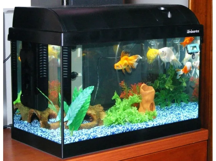 Acquario con pesci tropicali