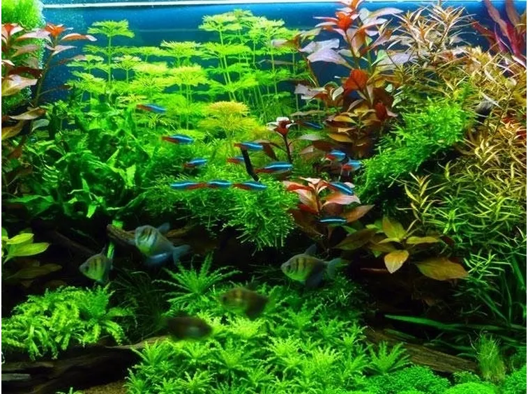 Acquario con pesci neon