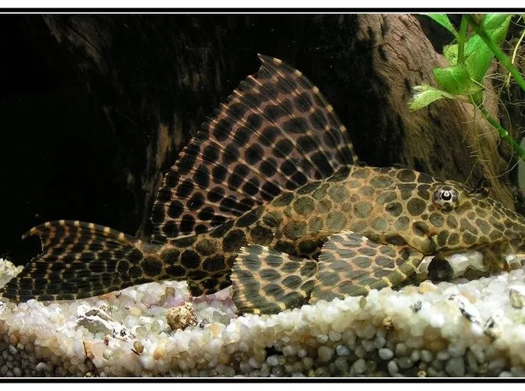 Pesce pulitore acquario