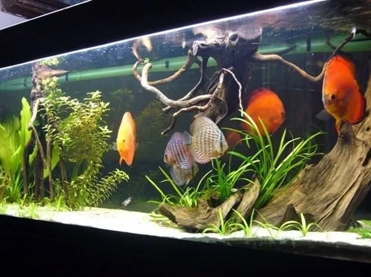 Acquario con pesci discus