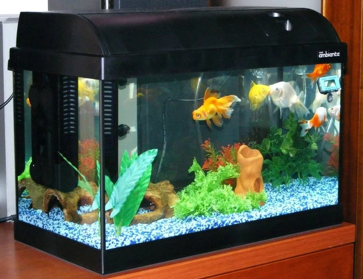 Acquario con pesci tropicali