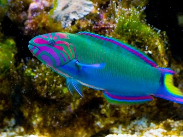 Pesci tropicali