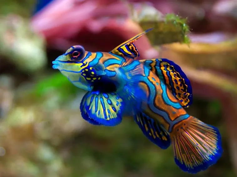 pesce tropicale