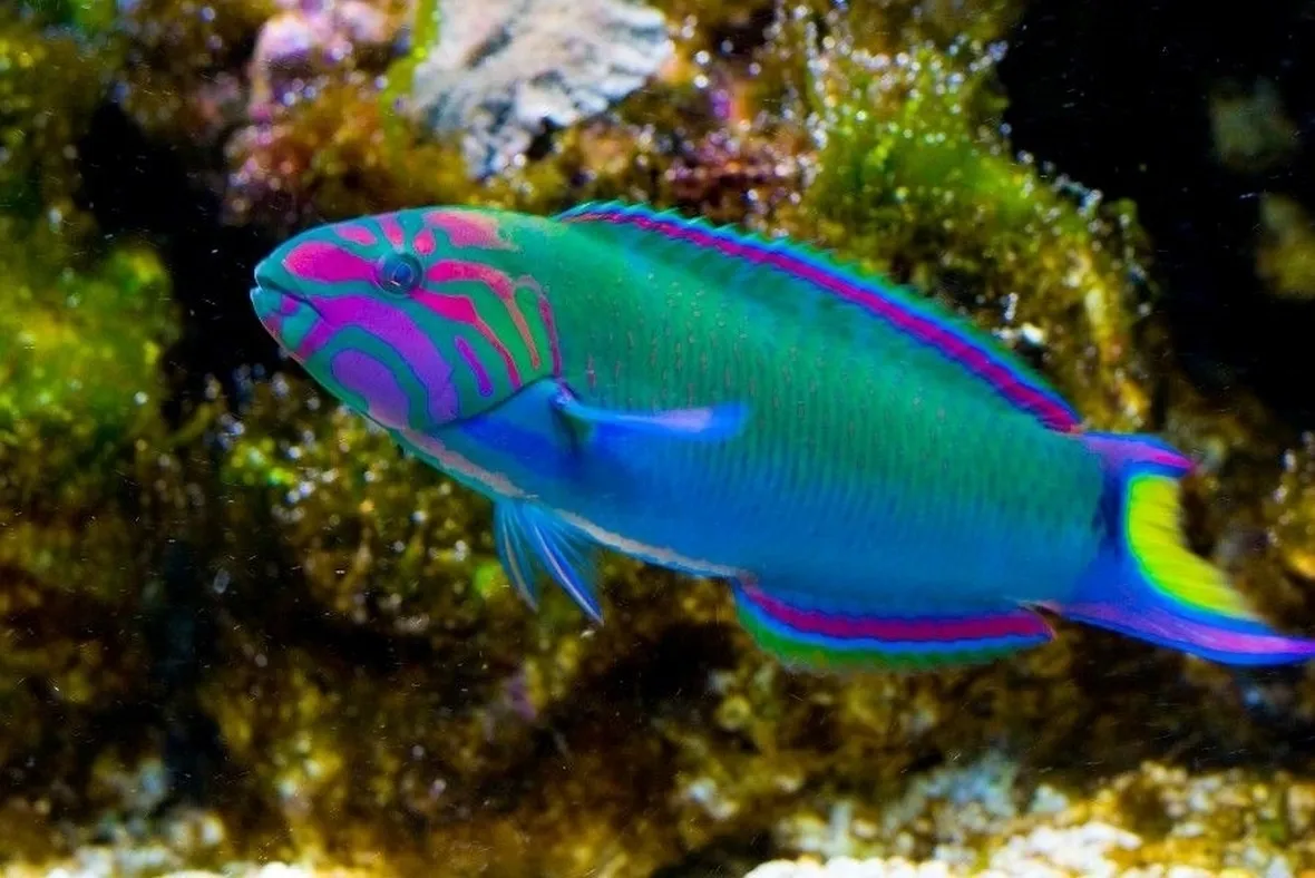 Pesci tropicali