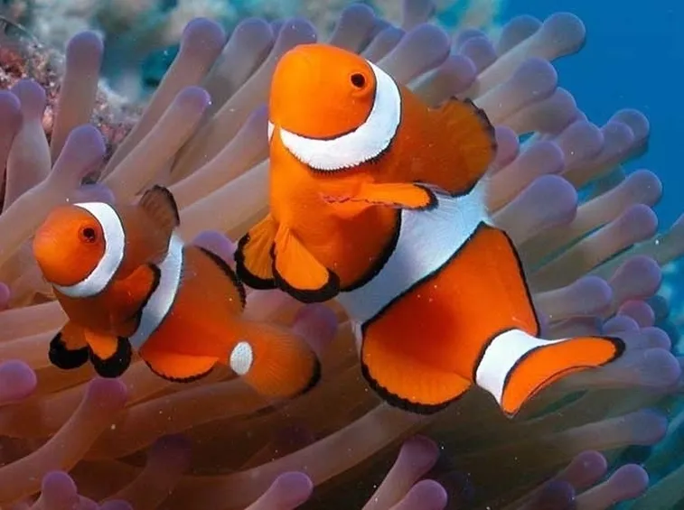 Acquario di acqua salata