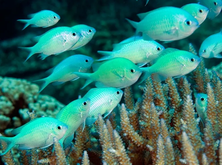 Chromis viridis