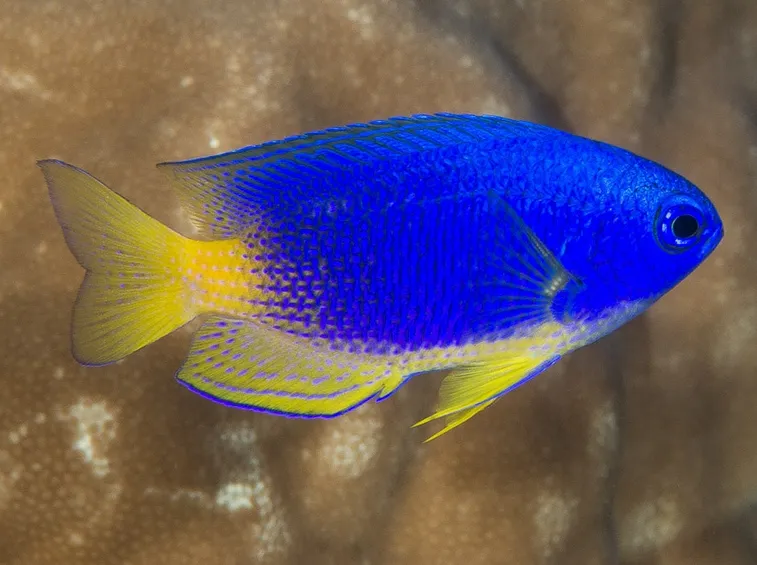 Pomacentrus caeruleus