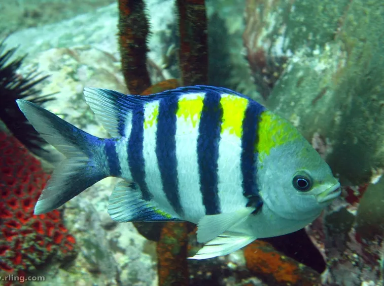 Abudefduf vaigianensis