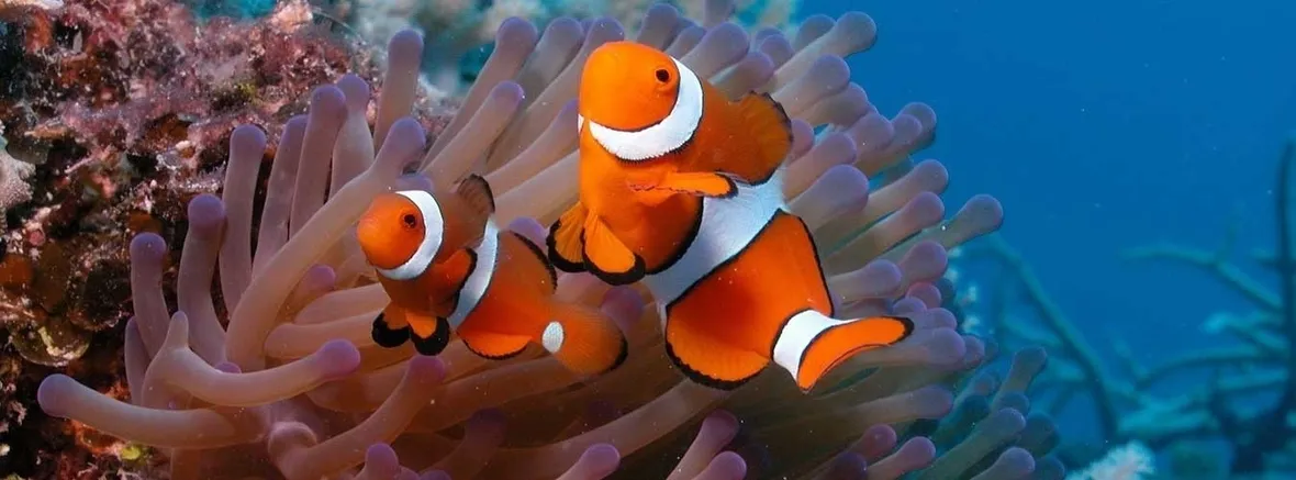 Acquario di acqua salata
