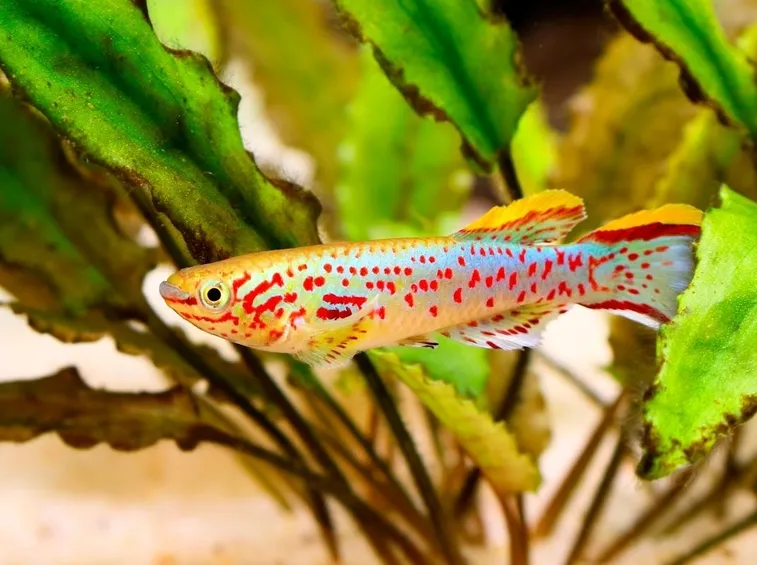 Aphysomion australe 