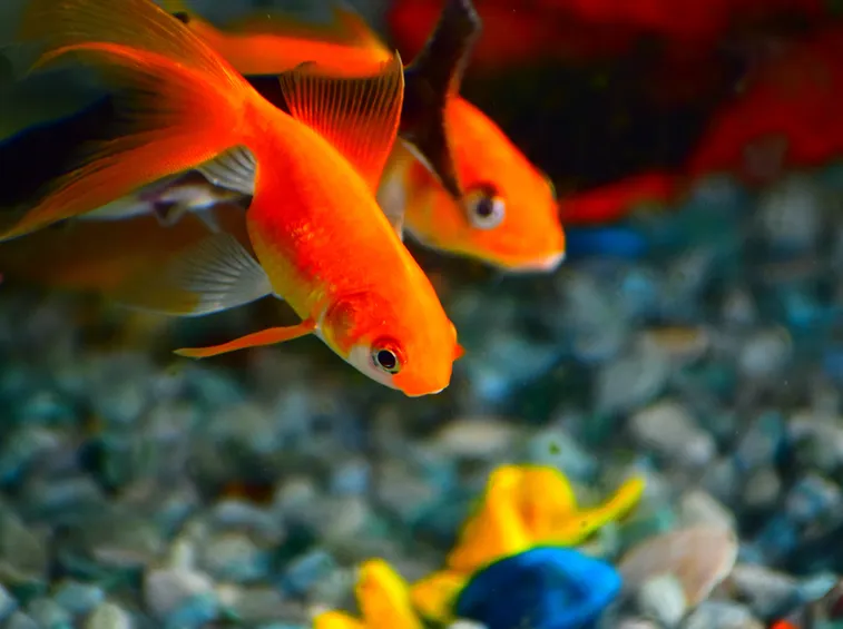pesce rosso