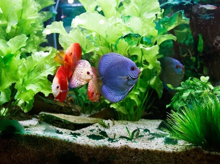 pesci acquario acqua dolce