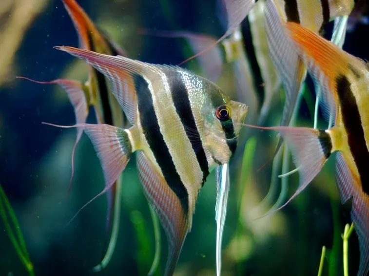 pesce scalare