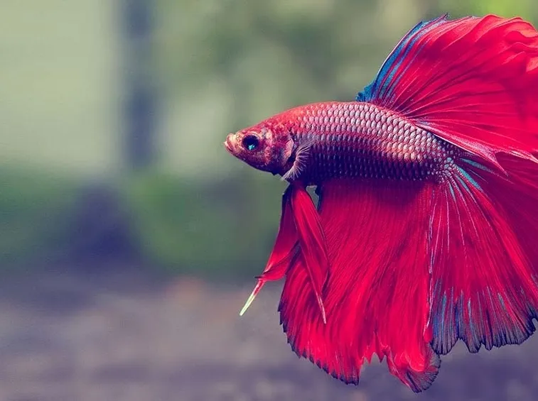 pesce combattente rosso