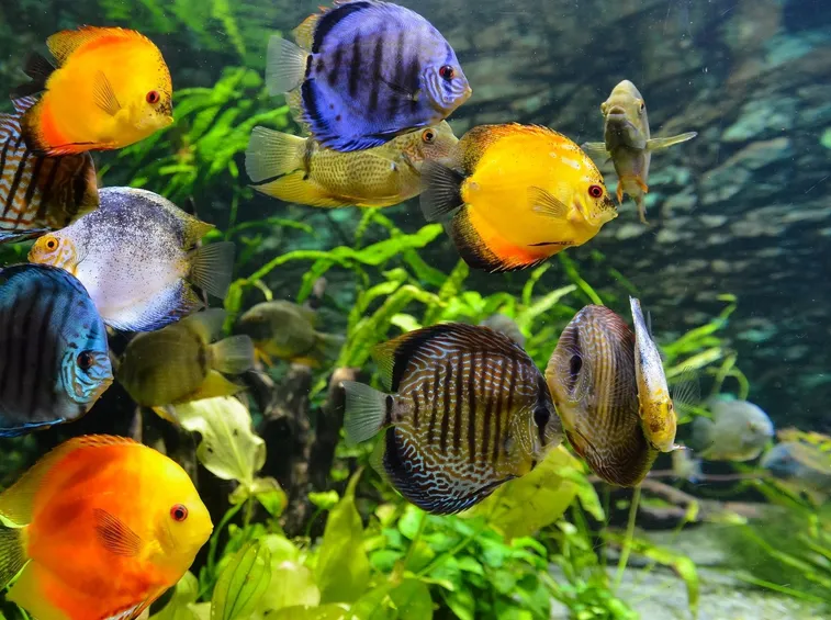 discus