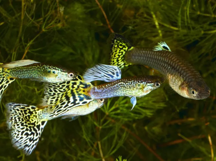 guppy