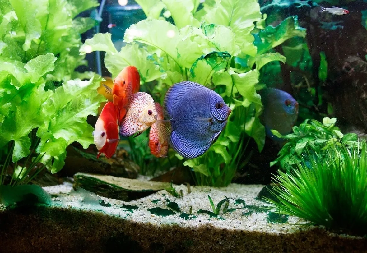 pesci acquario acqua dolce