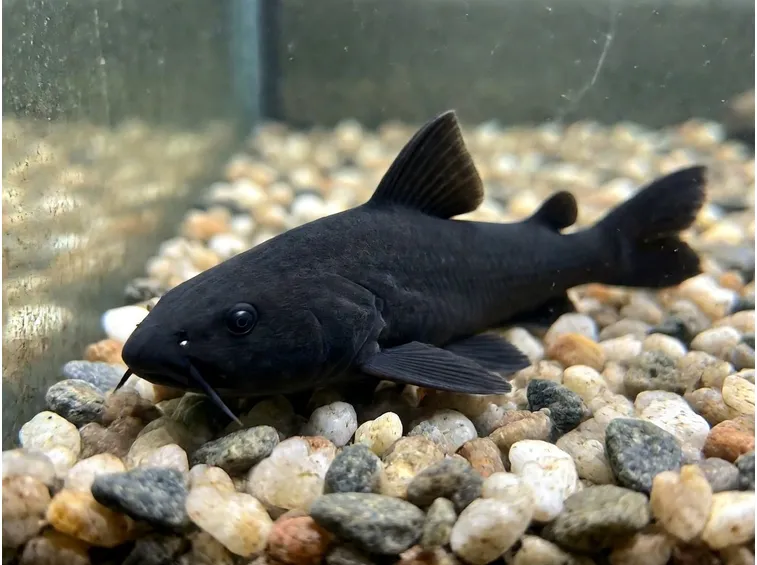 Pesce Gatto