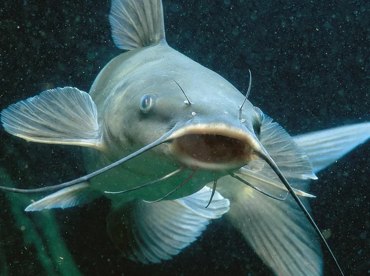 Pesce Gatto