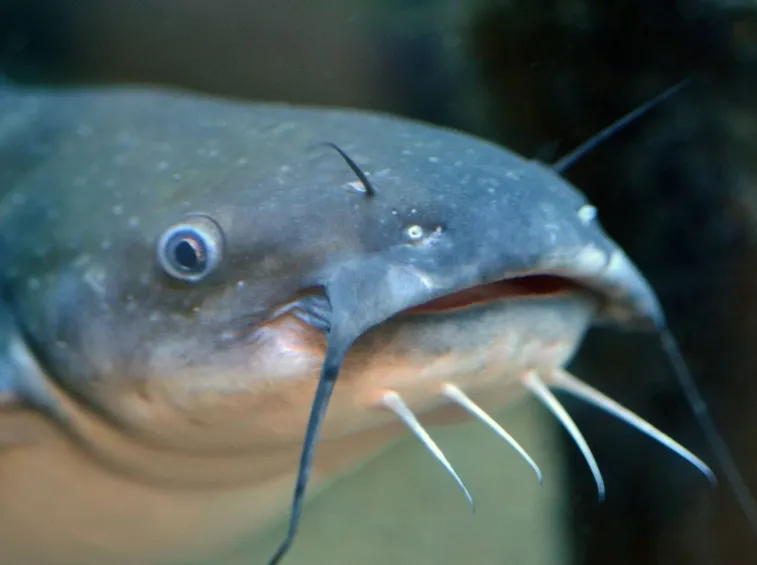 Pesce Gatto