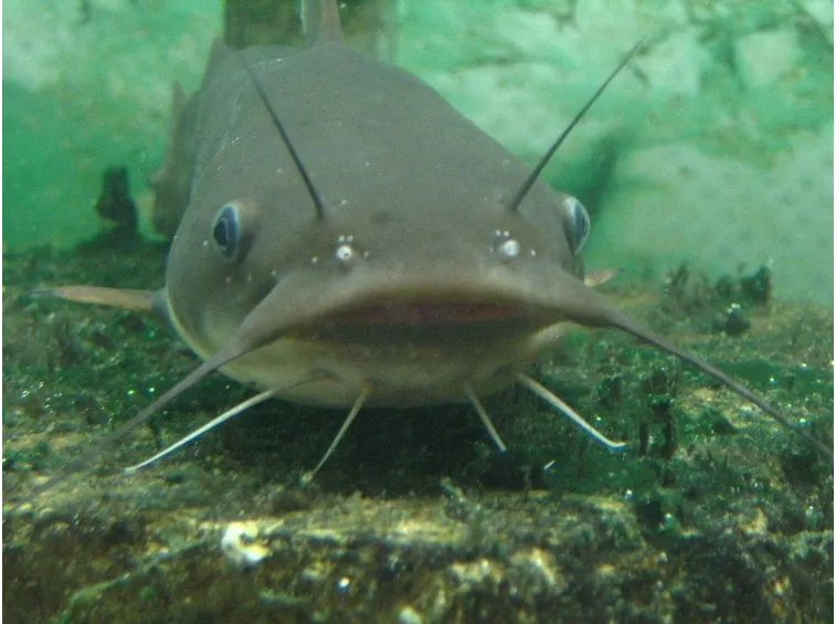 Pesce Gatto