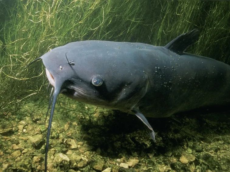 Pesce Gatto