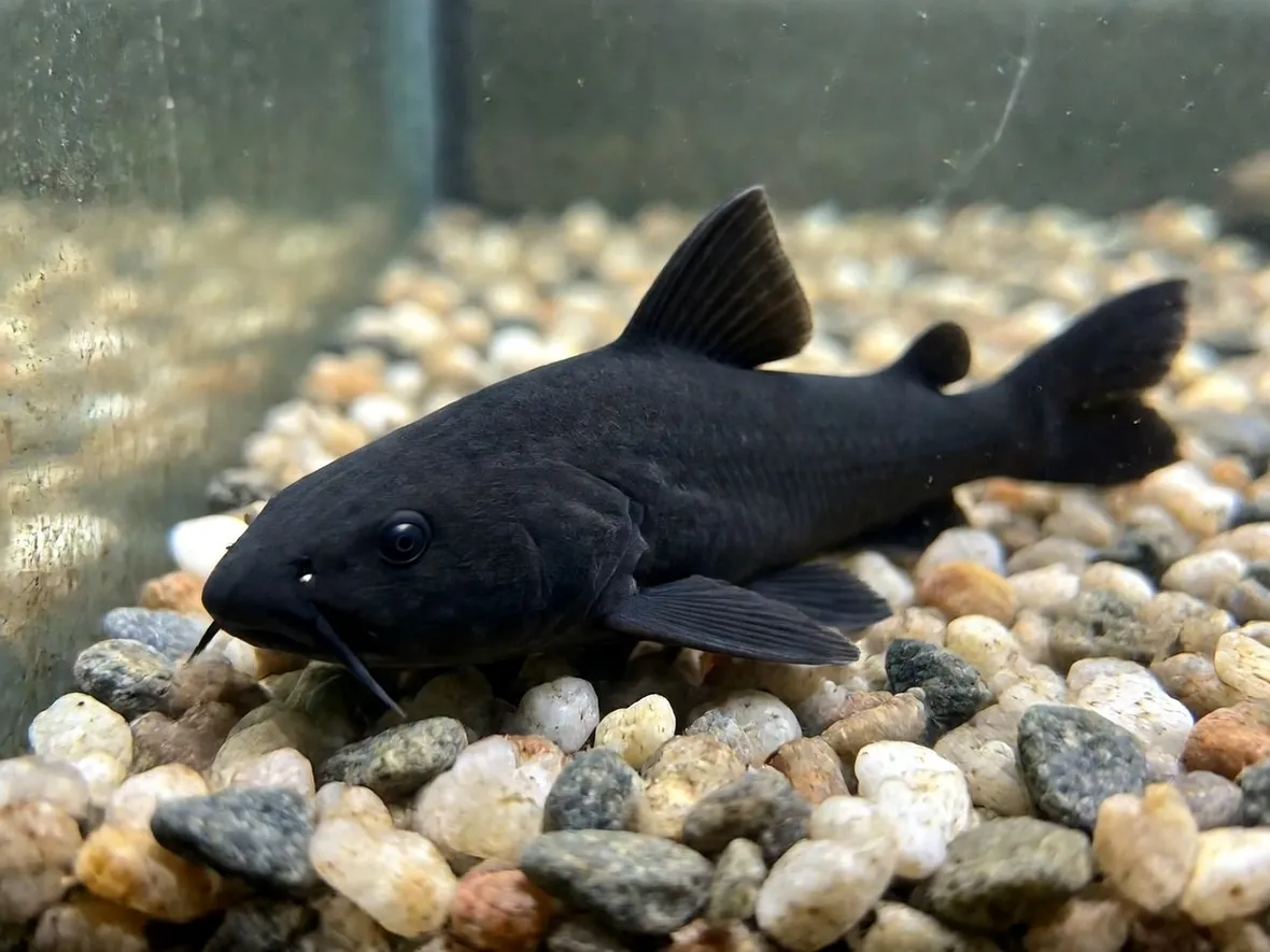 Pesce Gatto
