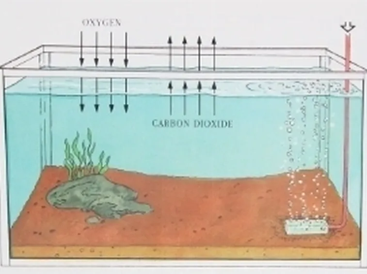 Aeratore acquario