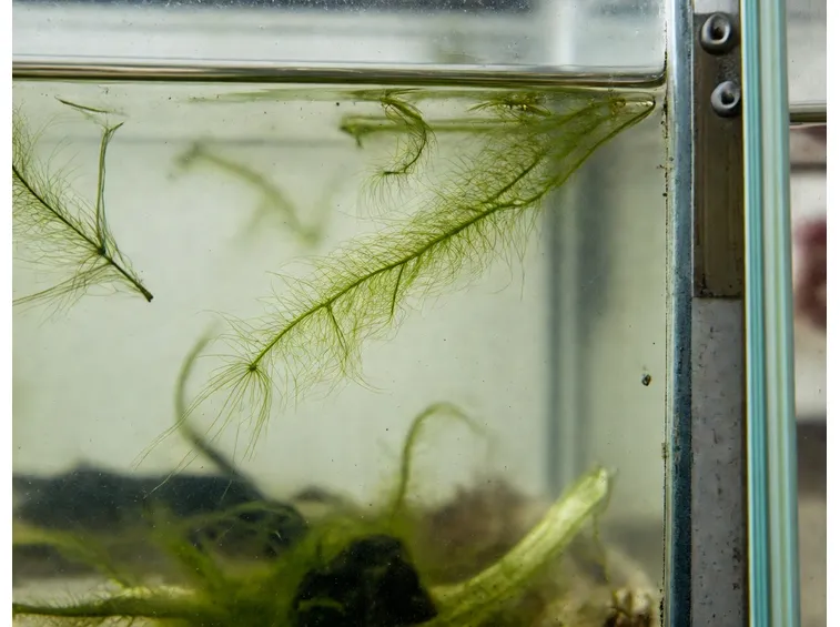 Alghe Acquario