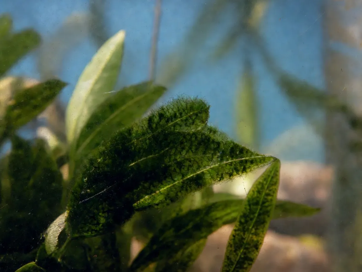 Alghe Acquario