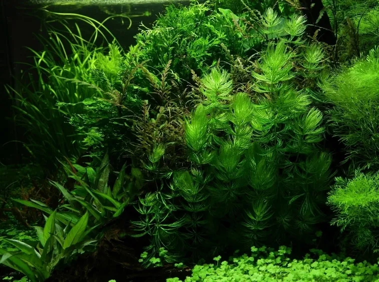 Ceratophyllum demersum