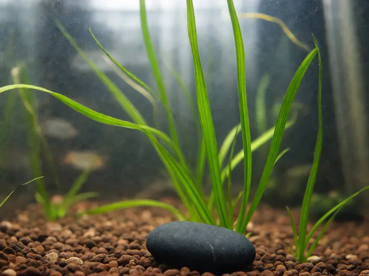 Vallisneria Gigantea
