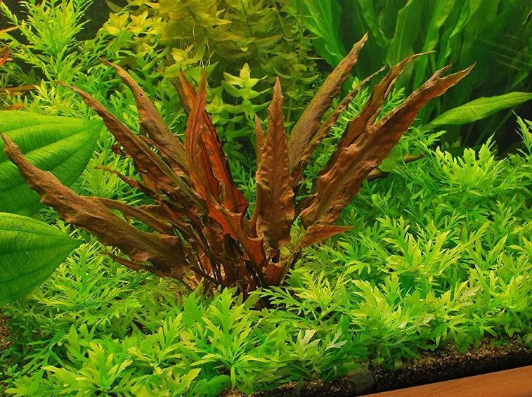 Cryptocoryne Wendtii