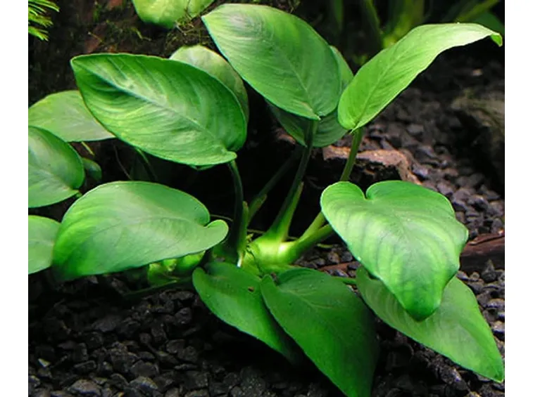 Anubia barteri nana