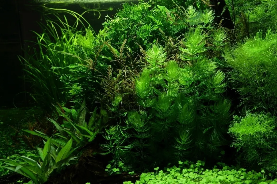 Ceratophyllum demersum