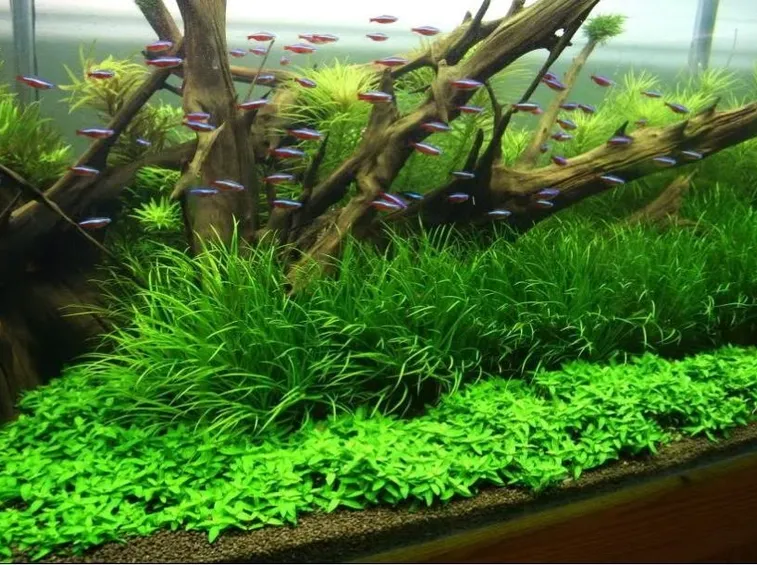In un acquario, le piante sono un importante elemento d'arredo