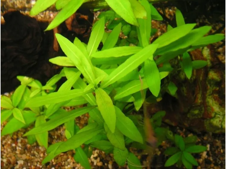 Hygrophila polysperma