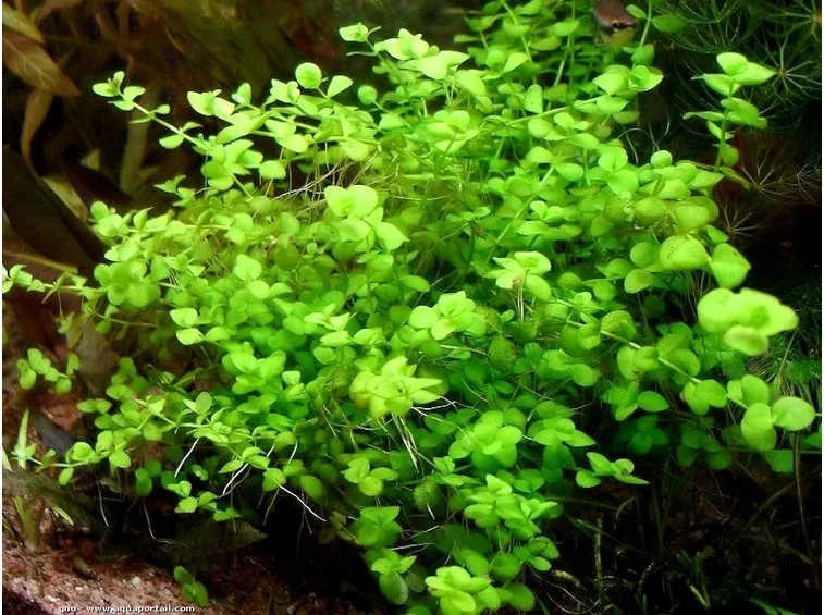 Micranthemum umbrosum